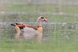 <p>HUSICE NILSKÁ (Alopochen aegyptiacus) Varnsdorf. V posledních letech je možné ji občas vidět, ale hnízdění není prokázané.</p>